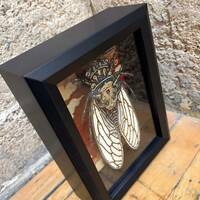 "Otakemaru" Limited Edition Print Shadowbox - Thumbnail 1