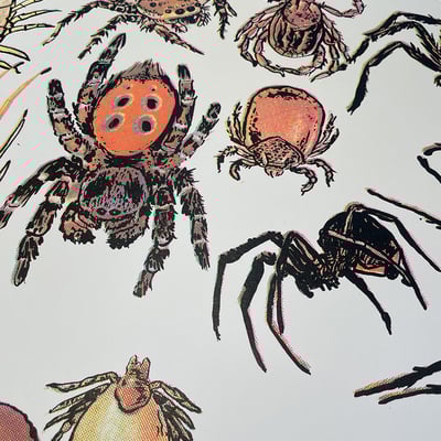 Arachnids/hand screen print (18" x 24")