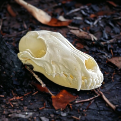 Fox skull