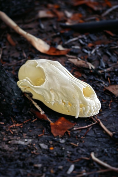 Fox Skull