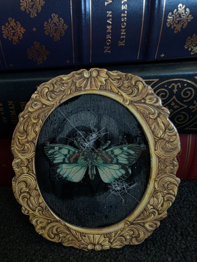 Broken glass butterfly specimen 3d art print 